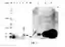 Fig. 08 - Antimicrobial Activity of Bacteriocin-Producing Lactic Acid Bacteria