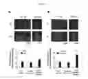 Fig. 06 - Compositions and methods for the treatment of neurologic and psychiatric conditions