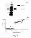 Fig. 08 - DIRECT DRUG DELIVERY SYSTEM BASED ON THERMALLY RESPONSIVE BIOPOLYMERS