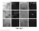 Fig. 07 - Targeting PAX2 for the induction of DEFB1-mediated tumor immunity and cancer therapy