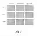 Fig. 09 - Targeting PAX2 for the induction of DEFB1-mediated tumor immunity and cancer therapy