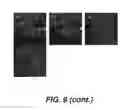 Fig. 12 - Targeting PAX2 for the induction of DEFB1-mediated tumor immunity and cancer therapy