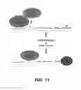 Fig. 14 - Targeting PAX2 for the induction of DEFB1-mediated tumor immunity and cancer therapy