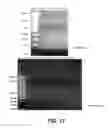 Fig. 20 - Targeting PAX2 for the induction of DEFB1-mediated tumor immunity and cancer therapy
