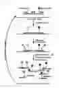 Fig. 02 - NUCLEIC ACID TEMPLATE PREPARATION FOR REAL-TIME PCR