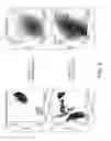 Fig. 09 - Laser scanning cytometry mediated analysis of therapeutic efficacy in tumors