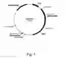 Fig. 02 - Methods for producing polypeptides in enzyme-deficient mutants of 