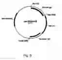 Fig. 07 - Methods for producing polypeptides in enzyme-deficient mutants of 