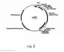 Fig. 09 - Methods for producing polypeptides in enzyme-deficient mutants of 