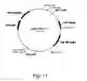 Fig. 12 - Methods for producing polypeptides in enzyme-deficient mutants of 