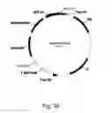 Fig. 35 - Methods for producing polypeptides in enzyme-deficient mutants of 