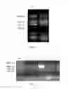 Fig. 02 - RECOMBINANT EUKARYOTIC EXPRESSION PLASMID ENCODING pprI GENE OF DEINOCOCCUS RADIODURANS R1 AND ITS FUNCTIONS
