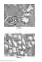 Fig. 06 - RECOMBINANT EUKARYOTIC EXPRESSION PLASMID ENCODING pprI GENE OF DEINOCOCCUS RADIODURANS R1 AND ITS FUNCTIONS