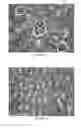 Fig. 07 - RECOMBINANT EUKARYOTIC EXPRESSION PLASMID ENCODING pprI GENE OF DEINOCOCCUS RADIODURANS R1 AND ITS FUNCTIONS