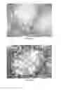 Fig. 08 - RECOMBINANT EUKARYOTIC EXPRESSION PLASMID ENCODING pprI GENE OF DEINOCOCCUS RADIODURANS R1 AND ITS FUNCTIONS