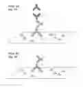 Fig. 02 - Nanoparticle Labeling Reagents and Methods of Use