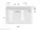 Fig. 06 - Multistory Bioreaction System for Enhancing Photosynthesis