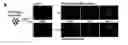 Fig. 01 - Generation of Clonal Mesenchymal Progenitors and Mesenchymal Stem Cell Lines Under Serum-Free Conditions