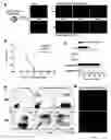 Fig. 02 - Generation of Clonal Mesenchymal Progenitors and Mesenchymal Stem Cell Lines Under Serum-Free Conditions
