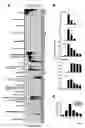 Fig. 03 - Generation of Clonal Mesenchymal Progenitors and Mesenchymal Stem Cell Lines Under Serum-Free Conditions