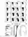 Fig. 04 - Generation of Clonal Mesenchymal Progenitors and Mesenchymal Stem Cell Lines Under Serum-Free Conditions