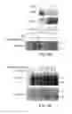 Fig. 09 - GROWTH FACTOR WHICH ACTS THROUGH ERB B-4 RTK