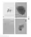 Fig. 02 - DENTAL STEM CELL DIFFERENTIATION