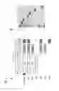 Fig. 03 - CARBOHYDRATE BINDING MODULE WITH AFFINITY FOR INSOLUBLE XYLAN