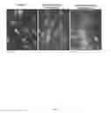 Fig. 02 - Plant-derived elastin binding protein ligands and methods of using the same