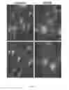 Fig. 05 - Plant-derived elastin binding protein ligands and methods of using the same