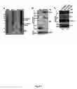 Fig. 02 - MODULATING AND/OR DETECTING ACTIVATION INDUCED DEAMINASE AND METHODS OF USE THEREOF