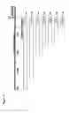 Fig. 06 - Identification of a novel repressor on IFN-lambda promoter and siRNA against ZEB1 and BLIMP-1 to increase IFN-lambda gene activity