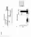 Fig. 23 - Identification of a novel repressor on IFN-lambda promoter and siRNA against ZEB1 and BLIMP-1 to increase IFN-lambda gene activity
