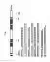 Fig. 02 - Inhibitory RNA for modulating the molecular function of ZFAT gene