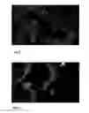 Fig. 02 - Transport-mediating colloidal pharmaceutical compounds