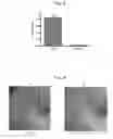 Fig. 06 - COSMETIC COMPOSITION COMPRISING VITAMIN U AS ACTIVE INGREDIENT FOR HEALING WOUNDS AND REDUCING WRINKLES