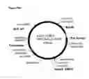 Fig. 167 - Polymers of isoprene from renewable resources