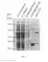 Fig. 09 - Fusion protein containing a single-stranded DNA binding protein and methods for expression and purification of the same
