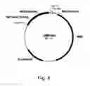 Fig. 06 - Polypeptides having xylanase activity and polynucleotides thereof