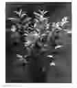 Fig. 01 - Cherry laurel plant named 'Ivory'