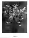 Fig. 02 - Cherry laurel plant named 'Ivory'