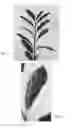 Fig. 03 - Cherry laurel plant named 'Ivory'
