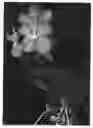 Fig. 01 - Vanda plant named 'SPCDW0901'