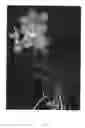 Fig. 02 - Vanda plant named 'SPCDW0901'