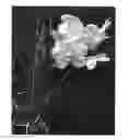 Fig. 01 - Vanda plant named 'SPCDW0902'