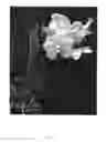 Fig. 02 - Vanda plant named 'SPCDW0902'