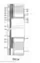 Fig. 07 - Padding device for sports