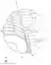 Fig. 07 - Tine assembly