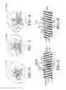 Fig. 03 - Structure for tread pattern having void ring, pedestal and cylindrical voids