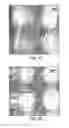 Fig. 08 - DEPOSITION OF NANOWIRES AND OTHER NANOSCALE OBJECTS ON SURFACES